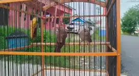 Cucak Rowo Sepasang Mandiri