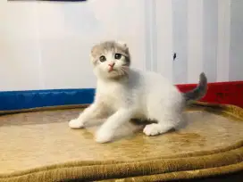 scottish fold jantan cepat bu