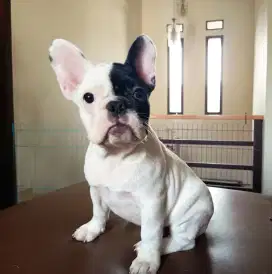 Dijual puppy frenchie lucu dan aktif