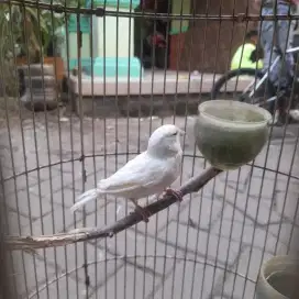 Burung kenari Putih AF Betina