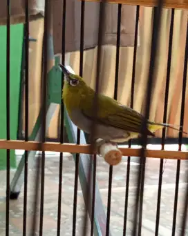 Burung kacamata fs net