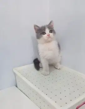 Kitten BSH bicolour