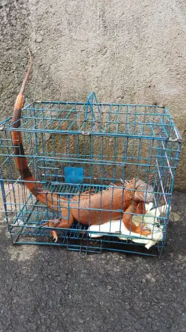 Iguana super red