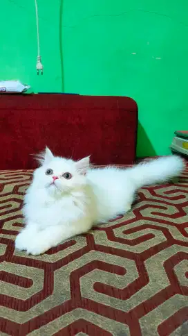 Kitten Persia betina