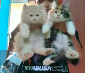 Kitten Persia jantan dan betina
