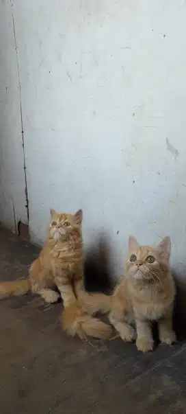 Kitten marbel betina 3 bulan