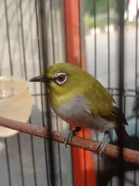 Jual kandang sama isinya burung kecil sudah ngalas buka paruh