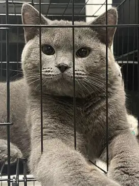 BSH solid blue non ped 9 bulan male