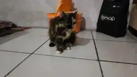 PENJAGA PETSHOP PASAR MINGGU