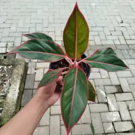 Aglonema Red Lipstik