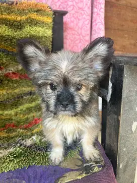 ANAK ANJING MIX POM SHIHTZU
