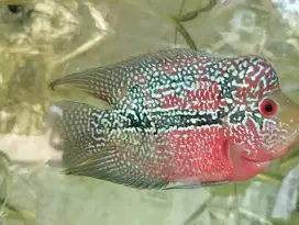 Louhan Kamfa Jenong
