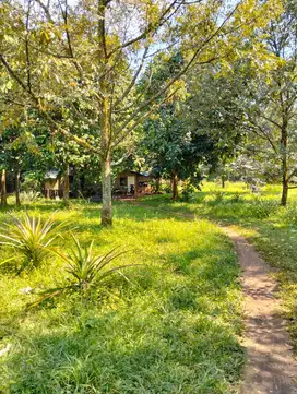 TANAH KEBUN MURAH KEBUN DURIAN STRATEGIS DI CISEENG BOGOR