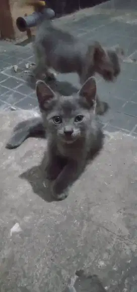 Yg minat kucing Abu2 anakan lucu lincah usia 2 bulan harga murah aja