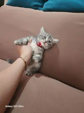 Kucing british short betina hair blue tabby