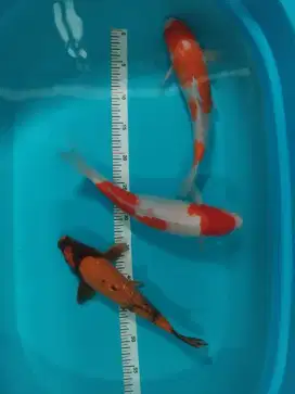 Paket Koi kohaku