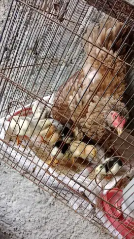 Anakan Ayam Bangkok, birkok, bk f1,