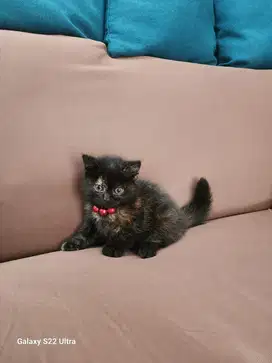 Kucing british short hair betina black tortie