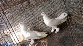 Merpati hias putih