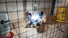 Anakan ayam Bangkok laga aduan tarung