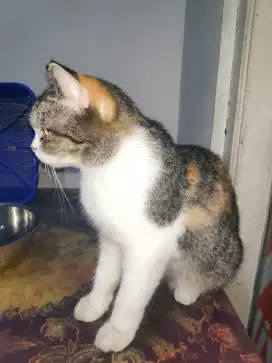 Kucing anggora betina