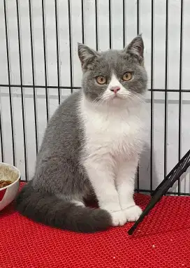 British shorthair