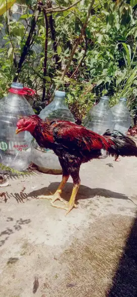 A ya m pakhoy aseel jos pukul saraf lamba bendi jos mantap
