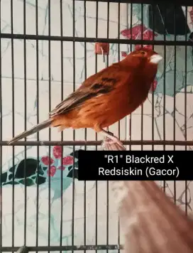 Kenari Blackred Gacor