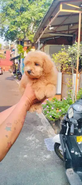 Toy poodle jantan