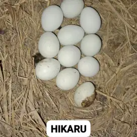 Ayam burma/Birma