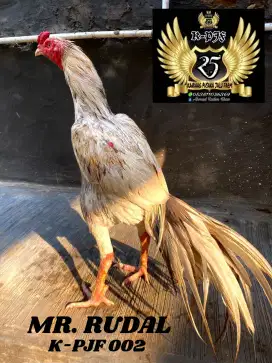 Ayam Bangkok ekor lidi