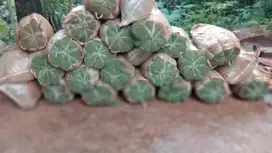 rumput jepang hijau karungan