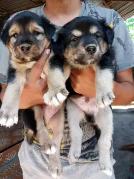 Anakan anjing ras mix