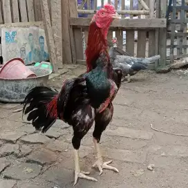 Ayam Bangkok mental baja prospek