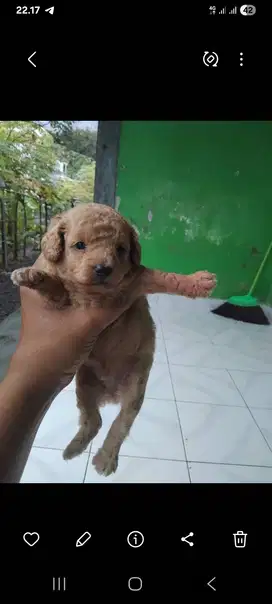 Puppy poodle open adopt