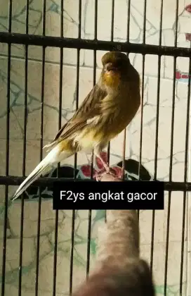 Kenari F2ys angkat gacor