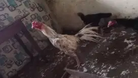 Ayam ekor elid mewah