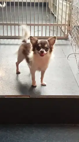 For sale 1 anakan chihuahua betina mungil dan cantik