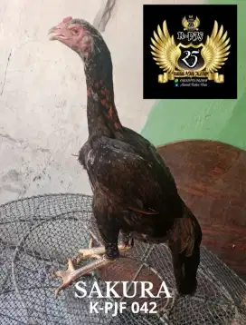 Ayam Bangkok f1