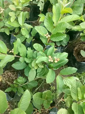Bibit pohon jambu kristal sudah berbuah