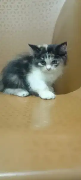 Kucing Kitten Persia 3 Bulan Cewe