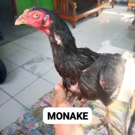 Paket ternak ayam Bangkok prospek