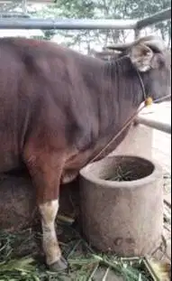 sapi bali kelas 300kilo siap potong nazar hajatan sedekahan rawatan ok