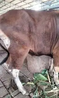 sapi bali kelas 300kilo siap potong nazar hajatan sedekahan rawatan ok