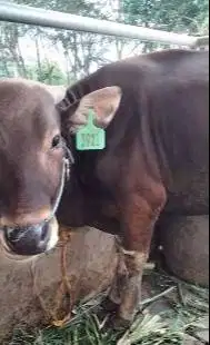 sapi bali kelas 300kilo siap potong nazar hajatan sedekahan rawatan ok