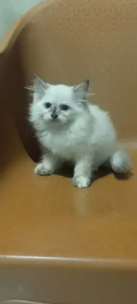 Kucing Kitten Himalaya  Cewe