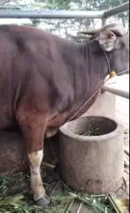 sapi bali siap potong kisaran 300kilo layak sedekahan nazar syukuran