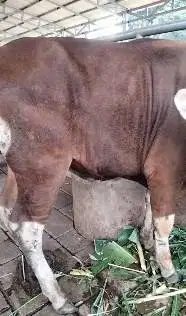 sapi bali siap potong hajatan nazar sedekahan syukuran kisaran 300kilo