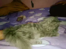 Open Adopsi Kucing Persia