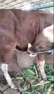 sapi bali kelas 300kilo siap potong hajatan nazar sedekahan jamin puas